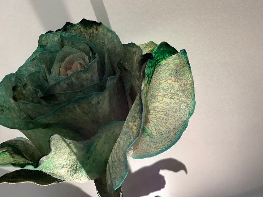 Rose which has been in blue and black food colouring, making it appear greenish with black veins