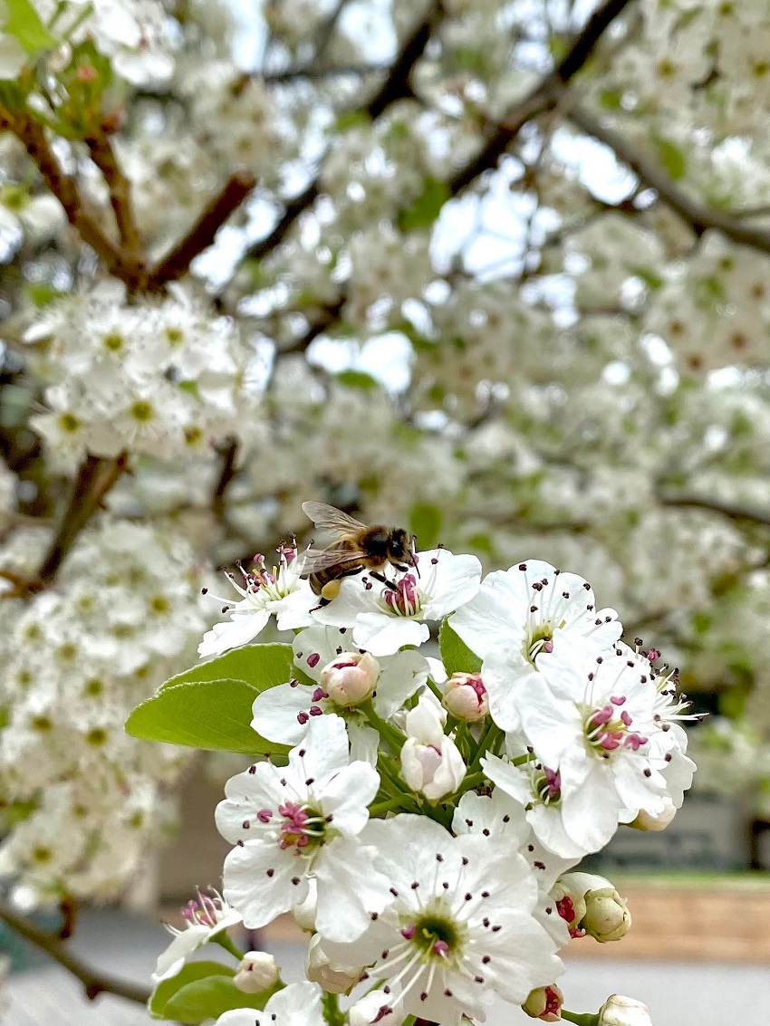 Bee on blossom tree