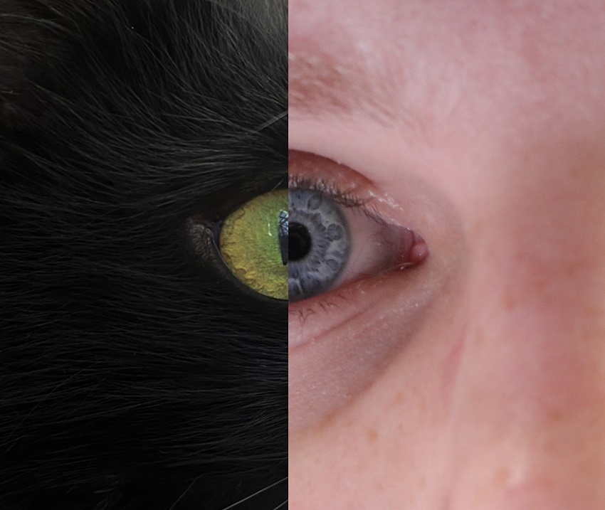 Cats eye combined with human eye