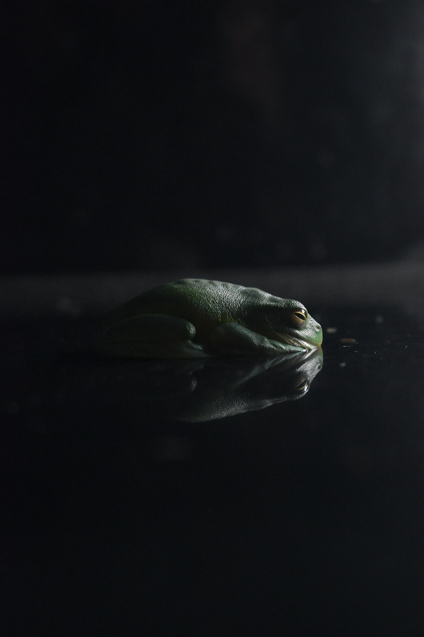 Frog on a reflective surface