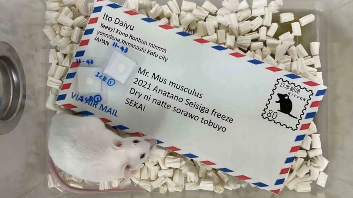 A mouse in a container, sitting on top of a postcard.