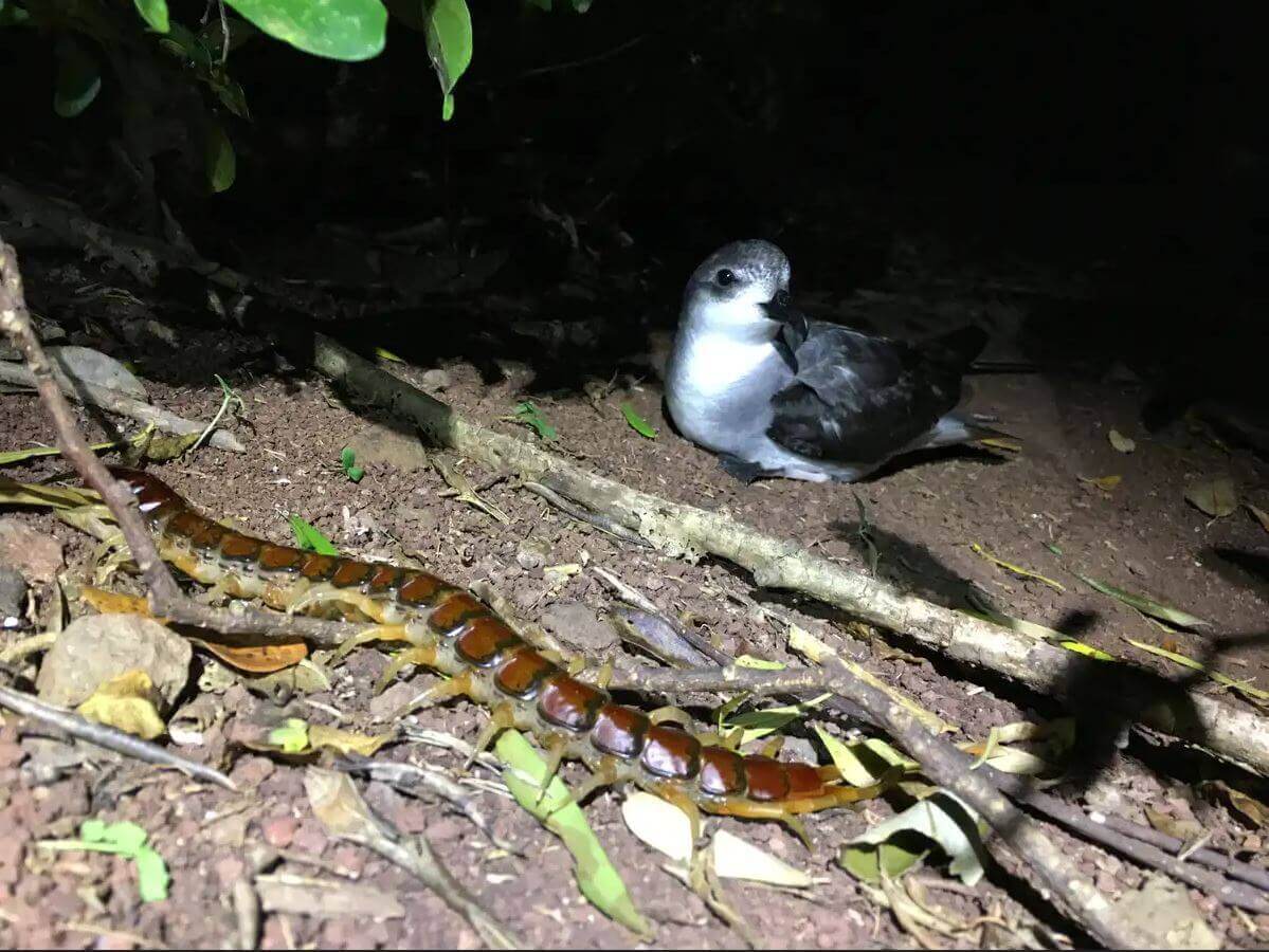 A centipede crawling past an adult bird on the forest floor