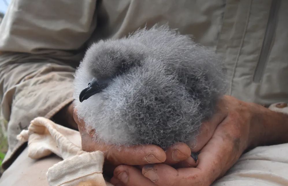A fluffy chick held by a researcher