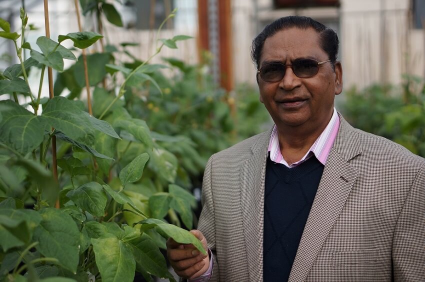A man standing next to a cowpea plant in a greenhouse
