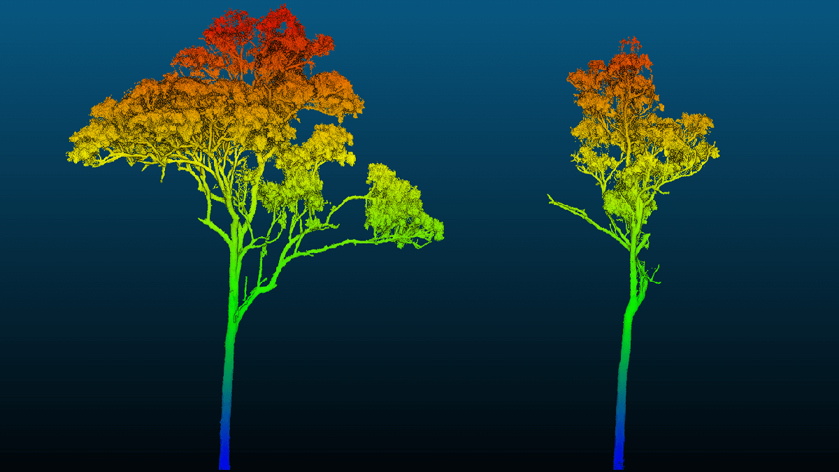 Trees on a plain blue background. The trees are illutrations and are rainbow coloured