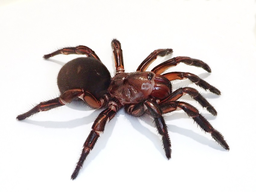 A spider with a dark red colouring