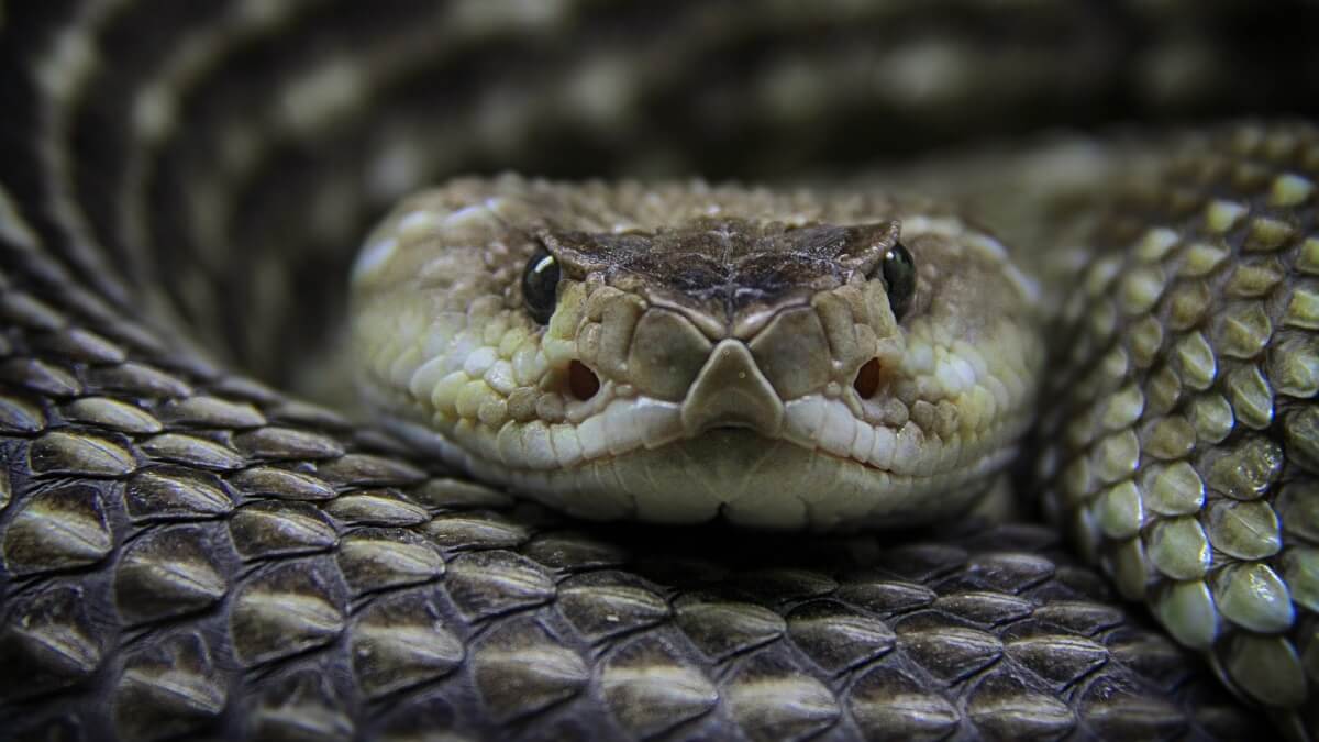 A rattlesnake looking at the camera