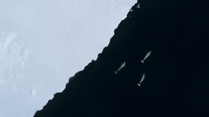 ocean next to an iceburg. There are three whales in it
