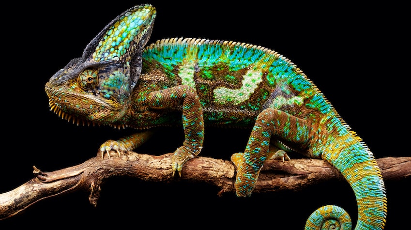 Move Over, Camouflage. Here Comes Artificial Chameleon Skin
