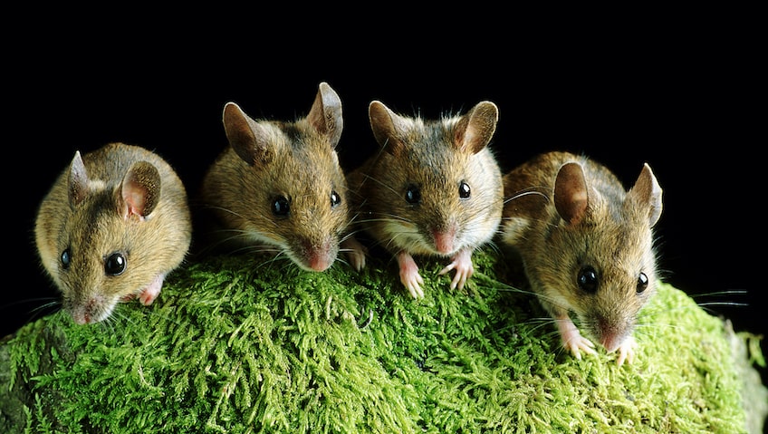 Gour mice on grass
