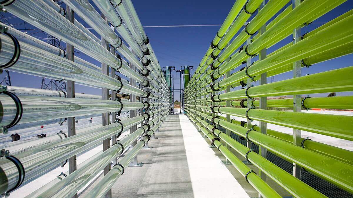 Two rows of tubes filled with green algae, with blue sky in background.
