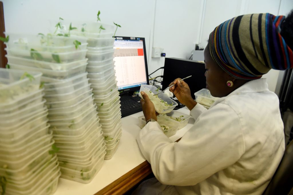 A woman sits at a desk sorting through containers of cowpea seedlings