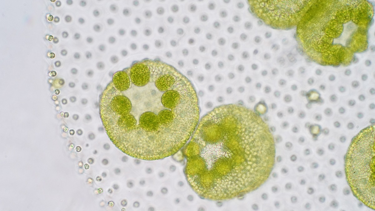 Two group green blobs, with little dark green blobs inside. There are tiny grey dots in the background