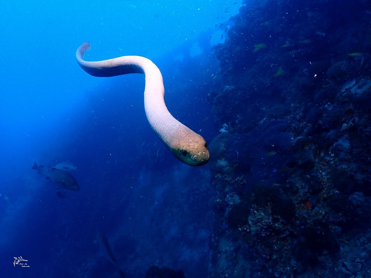 A sea snake in the ocean.