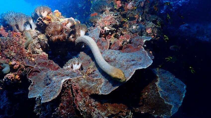 Image of snake on coral.