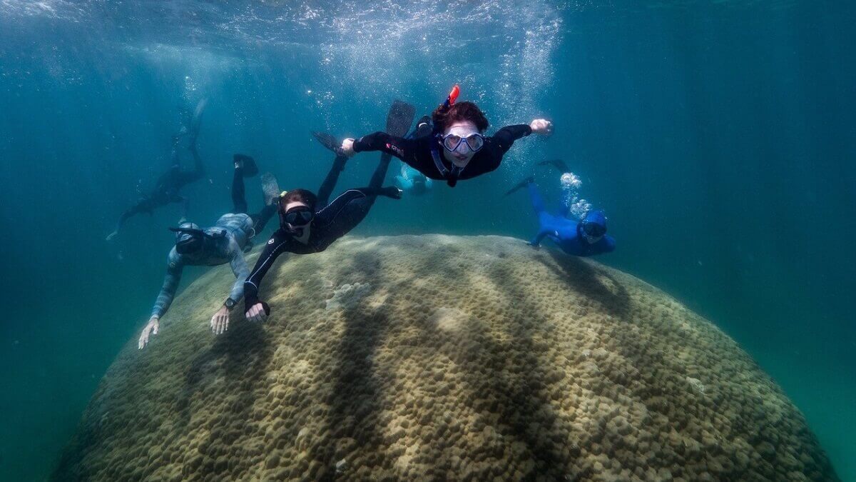 Four people in wetsuits snorkelling over the top of the widest coral on the Great Barrier Reef
