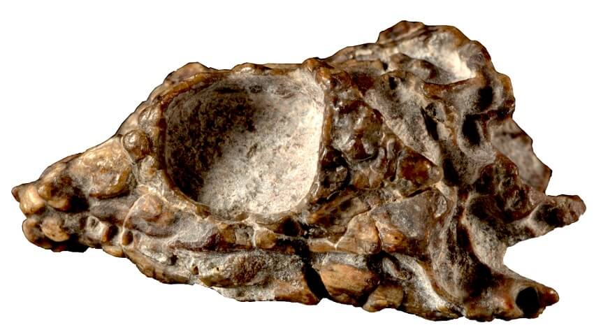 Fossil skull on white background, giving clues to lepidosaur evolution