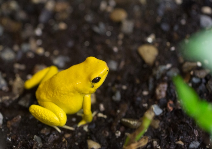 A yellow frog on dirt
