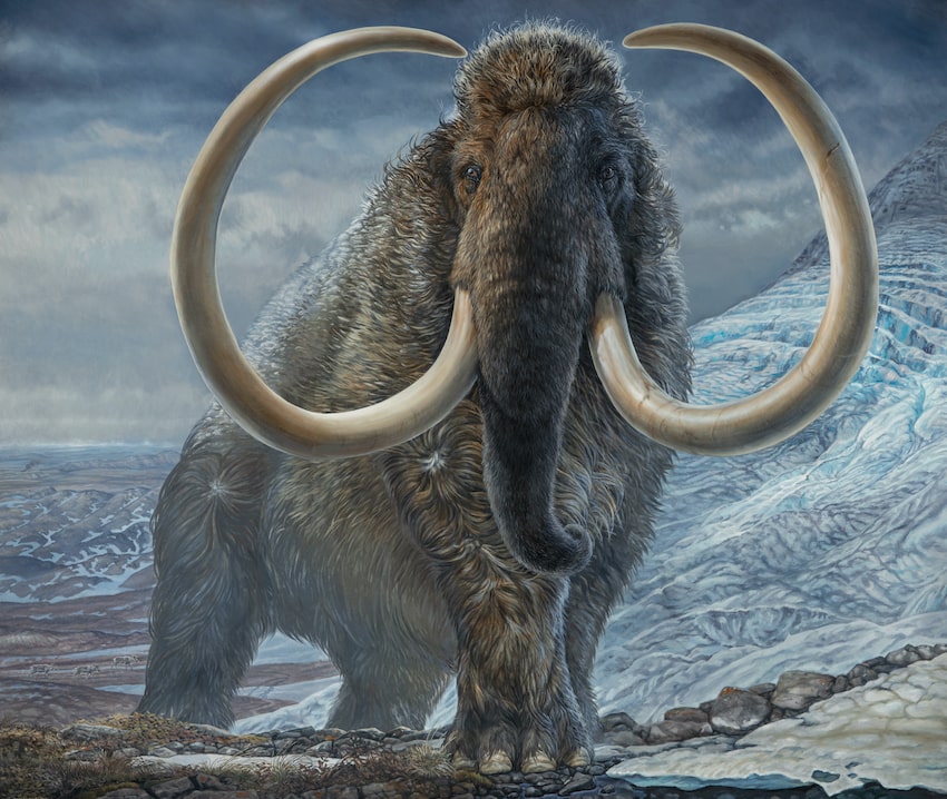 A woolly mammoth with an icy background.