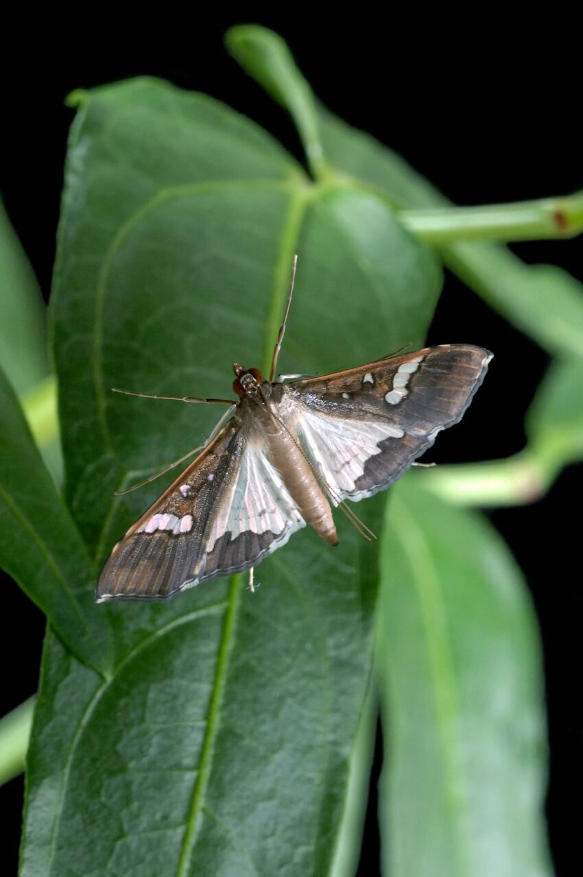 A small white and brown moth on a leaf