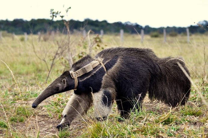 Anteater on grass wearing a harness