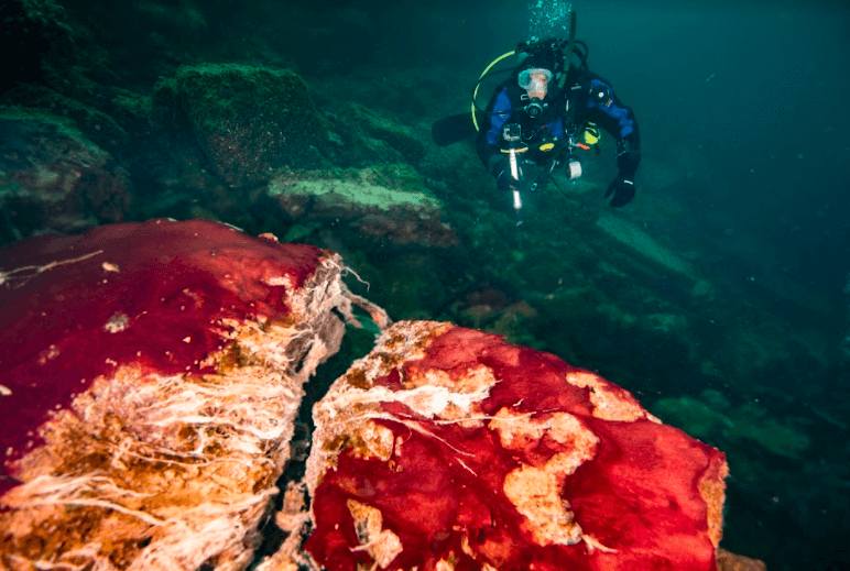 A scuba diver loking at atwo big pink formations
