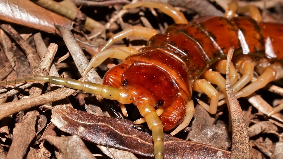 A red giant centipede on leaf litter