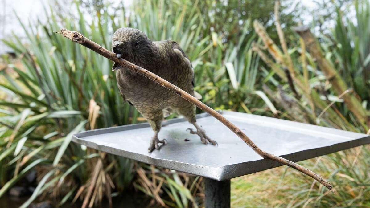 Kea holding a stick while standing on a metal tray