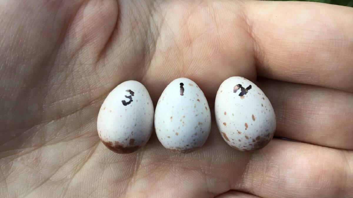 three speckled eggs in the palm of a hand, labelled 3, 1, and 2