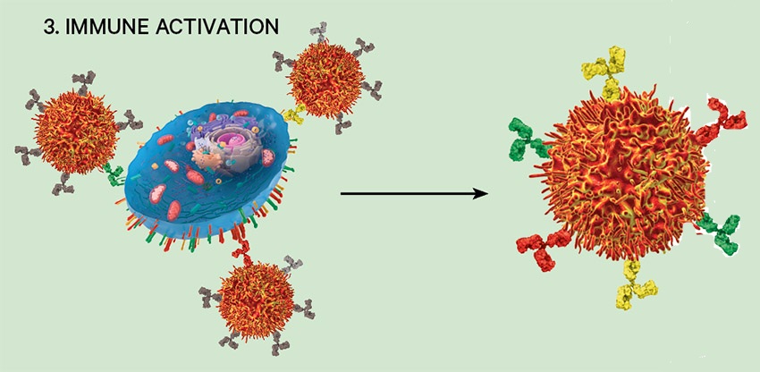 3. Immune activation diagram