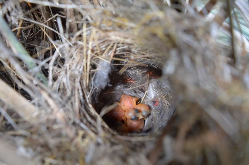 Fairy-wren hatchlings in a nest