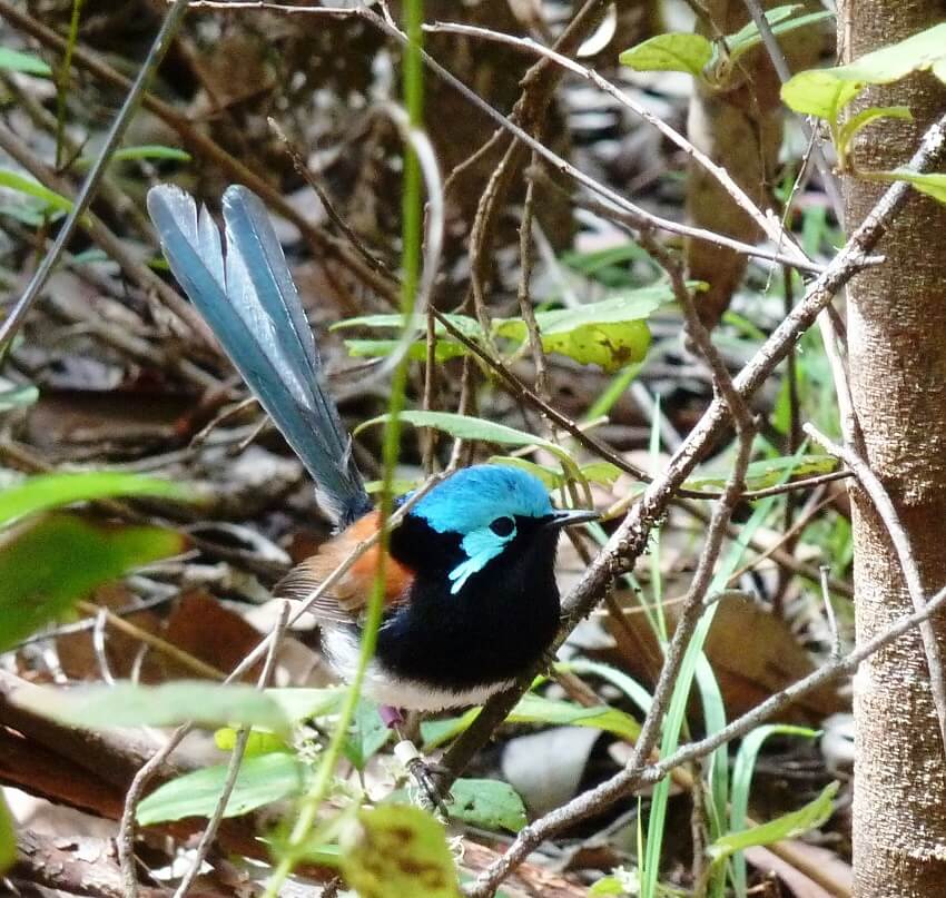 Red-winged fairy wren in the undergrowth
