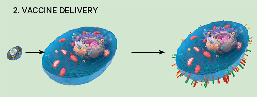 2. Vaccine delivery diagram