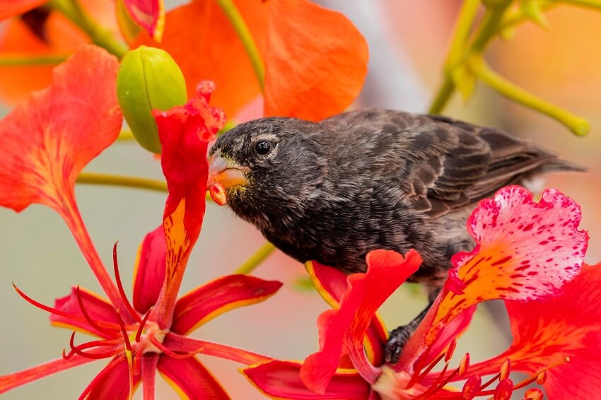 A small brown ground finch surrounded by red flowers