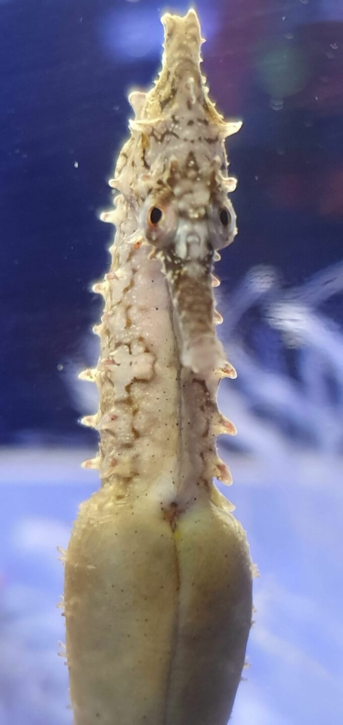 A closeup of a seahorse