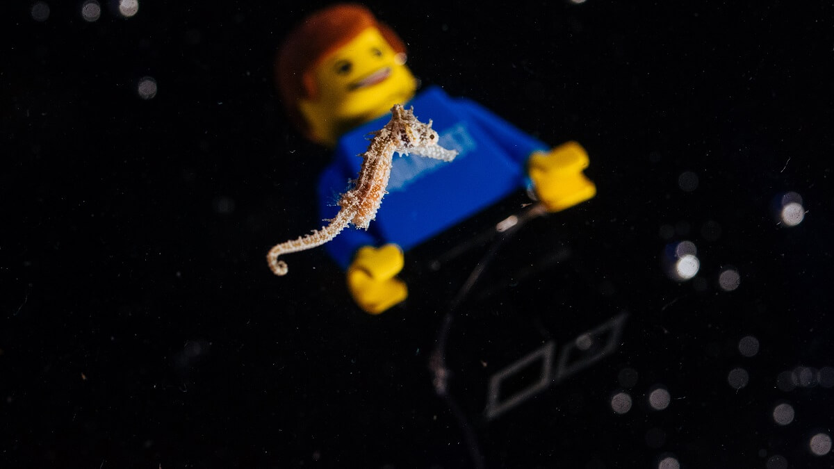 a baby seahorse swimming past a lego man