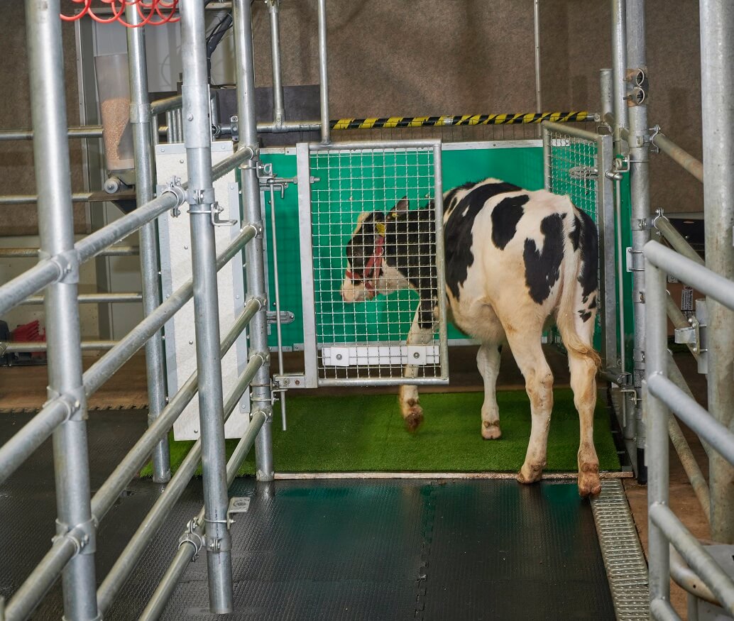 Calves enters the latrine samll
