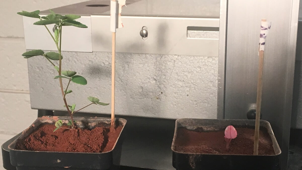 two plants growing in red sand. The plant on the left is much bigger
