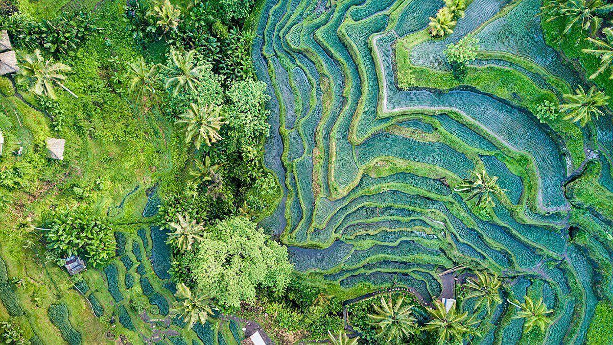 Areial view of rice terraces, There are some blue lines at different heights over a green landscape
