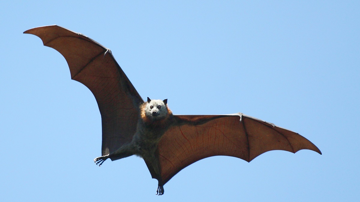 a bat flying in the sky. The sky is blue