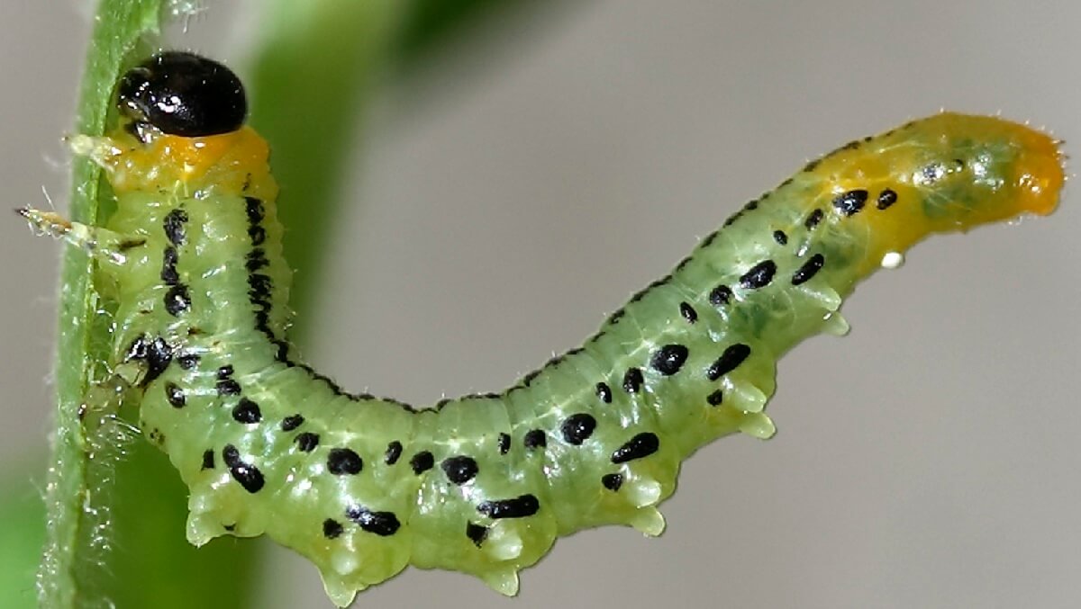 A green caterpillar with a black head and black spots along its body. The tip of the tail is yellowy orange