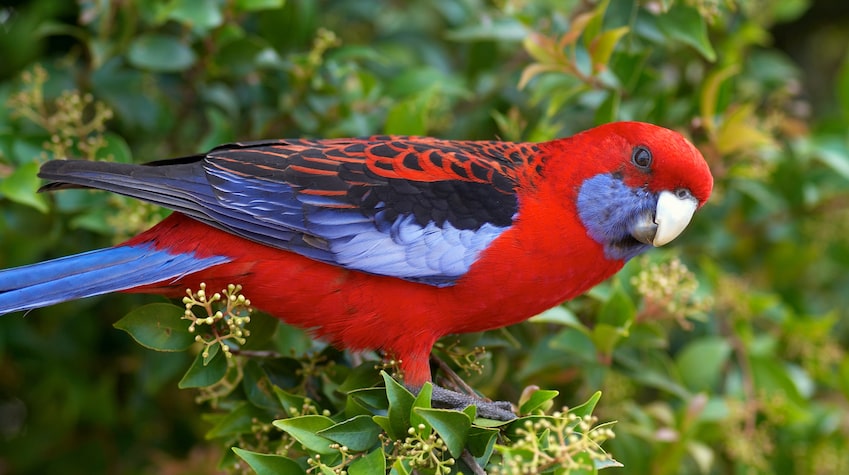 a red and blue parrot sitting on some grass