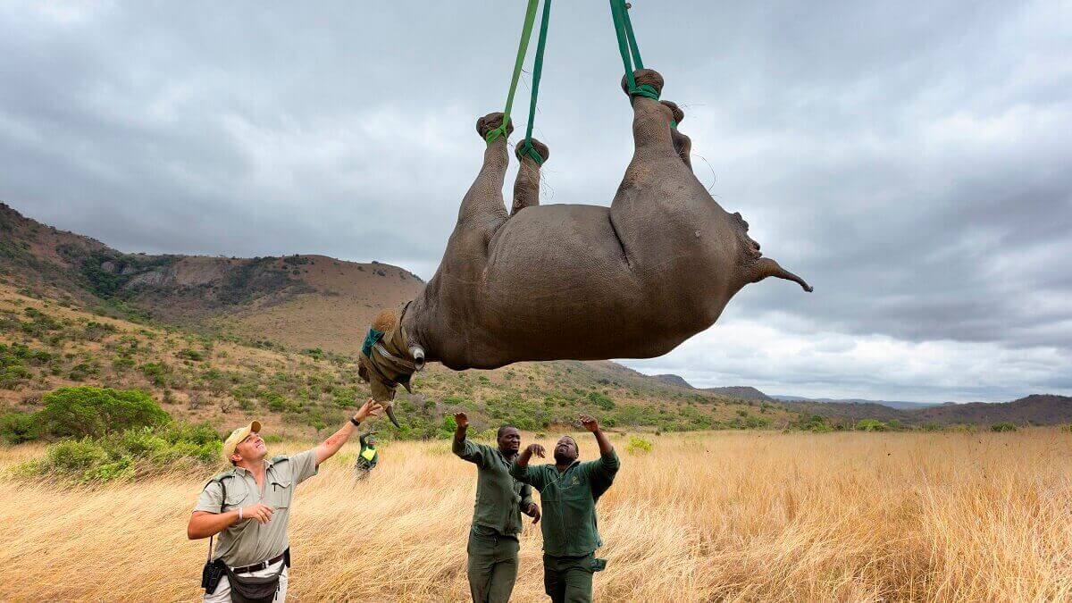 Three people help an upside down rhino being airlifted