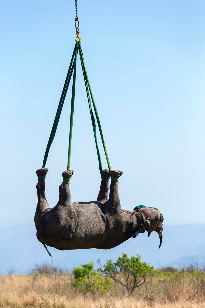 A black rhino being airlifted by the feet