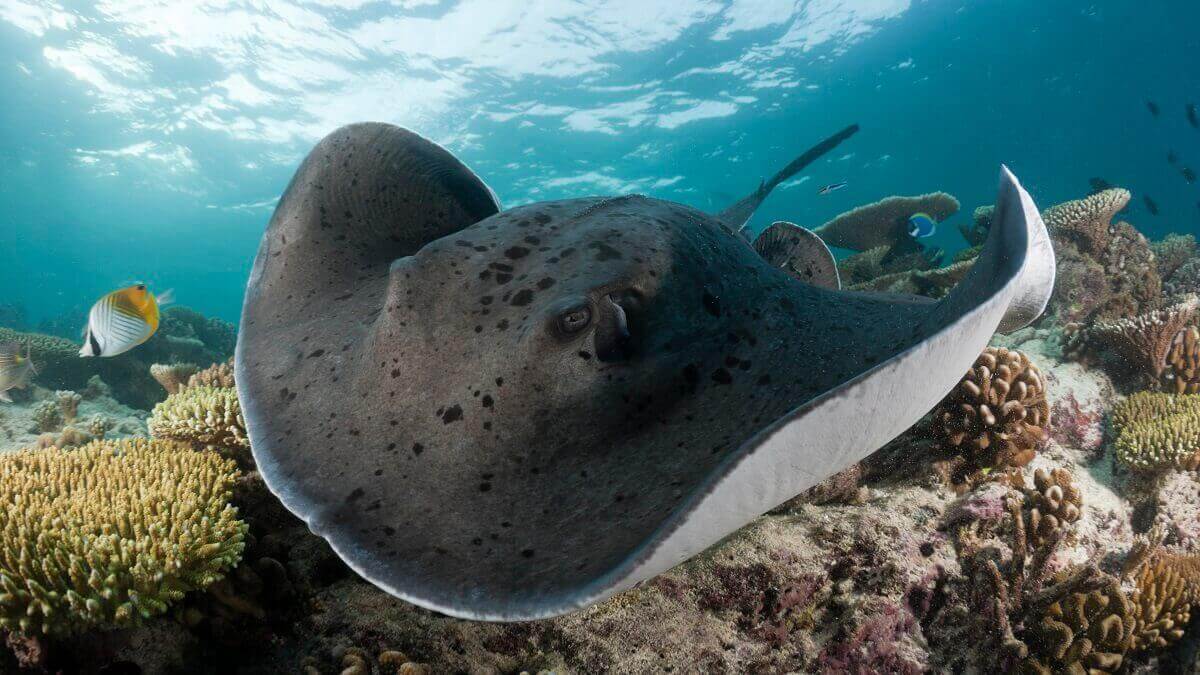 A stingray swims on a coral reef