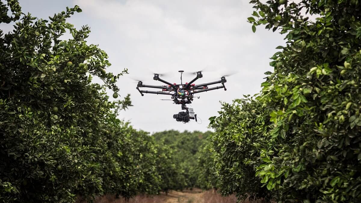 a drone flying past citrus trees