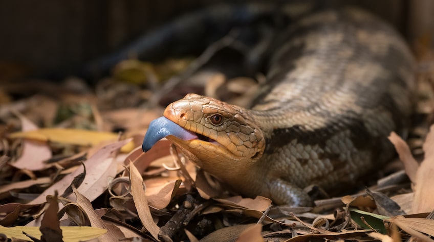 a blue tongue lizard