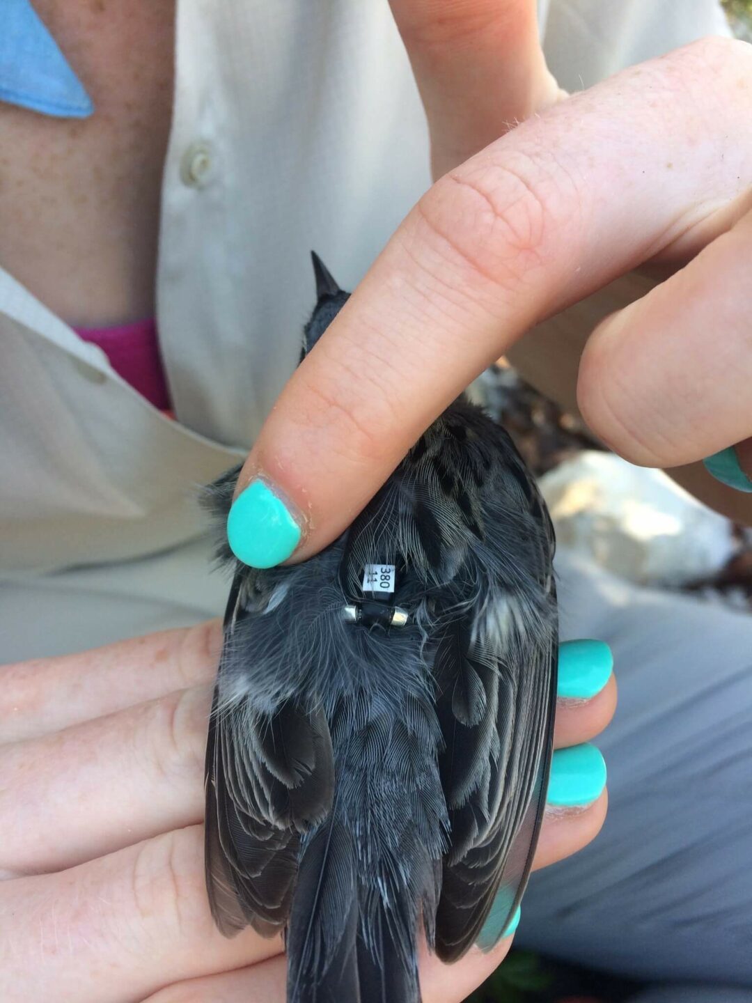 a bird on its back in a persons hand. It has a small blue square on its belly.