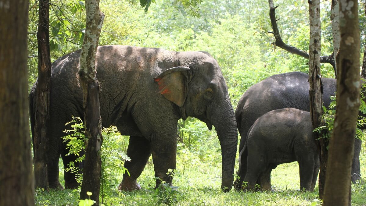 a big elephant and two small elephants in a forest