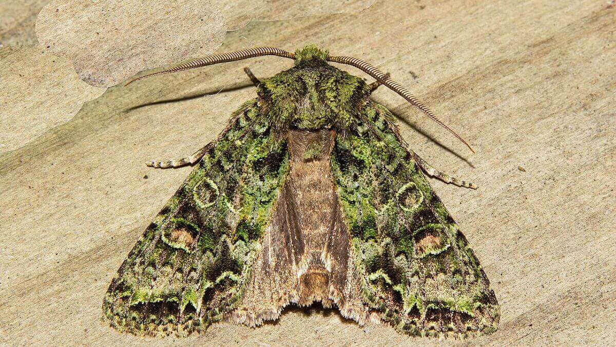 A brown and green moth
